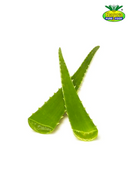 Fresh BIO Aloevera 1KG
